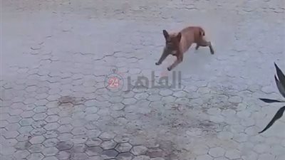 رجل أعمال يقاضي مدير بنك شهير: أطلق كلب ماستيف على زوجتي وهددني بالقتل |صور