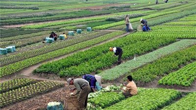 شعبة الخضروات: لا تأثير لتوقف مصانع الأسمدة على القطاع إلى الآن.. ويجب اتخاذ إجراءات استباقية تجنبا للخطر المقبل