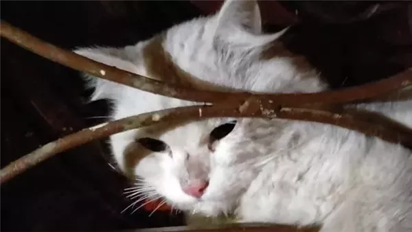 قط - أرشيفية 