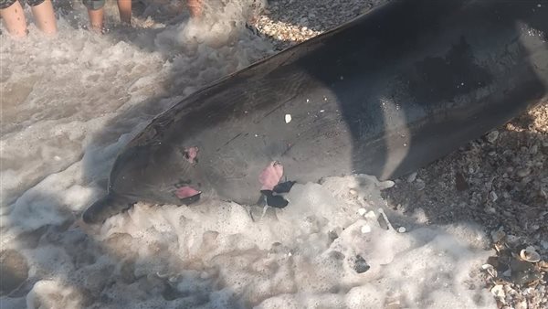 دولفين نافق على شاطئ