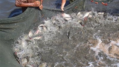 “الزراعة” تتابع تأهيل بحيرة المنزلة وتنمية الثروة السمكية بمحافظتي دمياط وبورسعيد (صور)