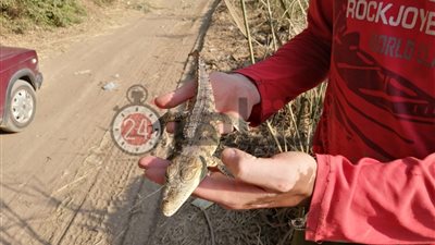 العثور على تمساح في ترعة ميت يزيد بقرية صفط تراب بالمحلة (صور وفيديو)