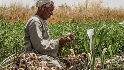 “الحكومة”: لا نية لفرض ضرائب على المزارعين بمختلف محافظات الجمهورية