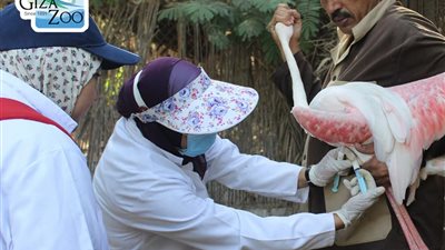 حديقة حيوان الجيزة: تحصين الكباش والطيور ضد مرض الطاعون والأنفلونزا (صور)