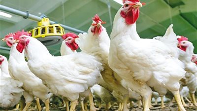 منع انتشار الأوبئة ويوفر 3 ملايين فرصة عمل.. تعرف على مزايا تنظيم تداول الطيور الحية