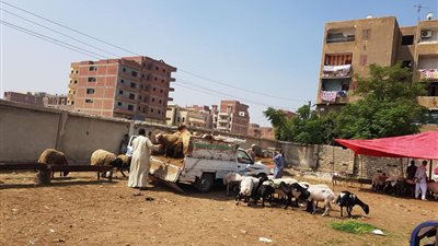 بعد غلقها 5 أشهر بسبب “كورونا”.. إعادة فتح أسواق المواشي بالغربية وسط إجراءات احترازية