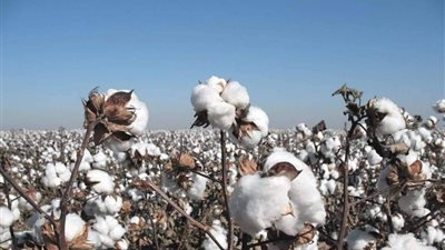 “قطاع الأعمال”: 4 شركات تفوز بمزاد على 1884 قنطار قطن في البحيرة والشرقية