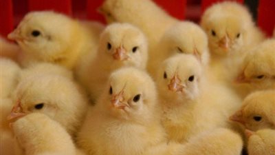 تباين أسعار الكتاكيت ما بين 3 إلى 11 جنيها اليوم الأحد 1 نوفمبر 2020