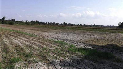 انحسار مياه النيل وجفاف الأراضي والسواحل الغارقة في البحيرة (صور)