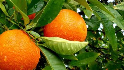 لأول مرة.. وزير الزراعة يُعلن فتح الأسواق اليابانية أمام الموالح المصرية