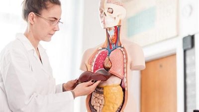 ما أسباب تراكم الدهون فى الكبد؟.. استشاري يوضح