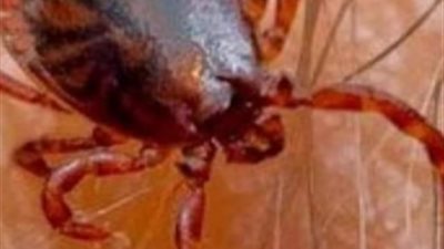 “بيطري الأقصر” يصدر بيانًا عن الحشرات الغريبة في منطقة الصاغة