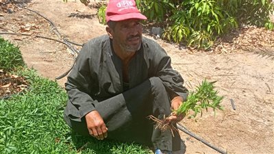 نجاح تجربة زراعة الشاى الأخضر بصحراء طور سيناء