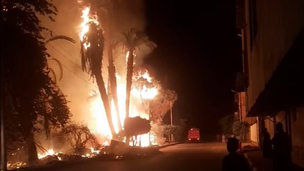 حريق في نخيل وأشجار