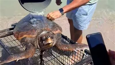 قادمة من اليونان.. العثور على سلحفاة بحرية بشواطئ الإسكندرية وإطلاقها إلى البحر