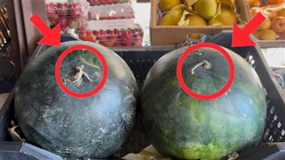 6 علامات.. طريقة اختيار بطيخة حمراء ناضجة وصحية بالصور