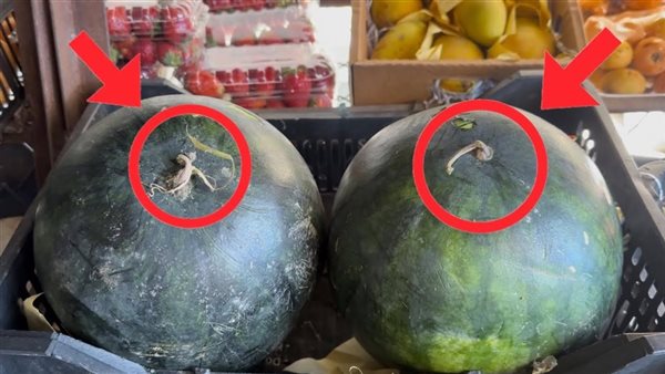 طريقة اختيار بطيخة