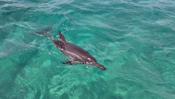 دولفين نافق بالغردقة