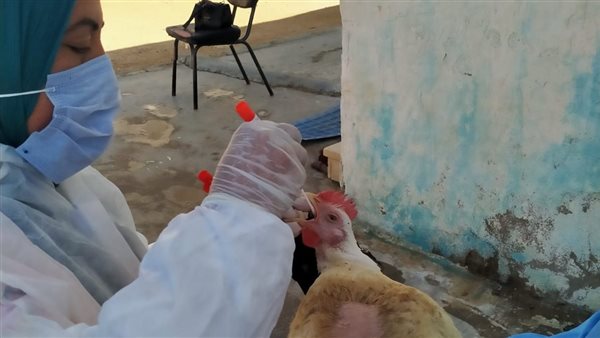 جانب من الحملة 