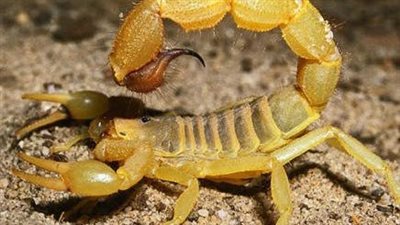 بسبب ارتفاع درجات الحرارة.. العقارب والطريشة القاتلة تلدغ 4 أشخاص بمزارع في الوادي الجديد