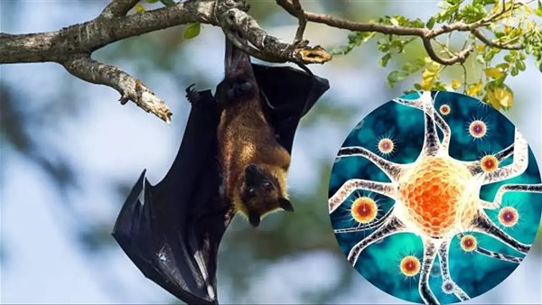 فيروس ـ تعبيرية 