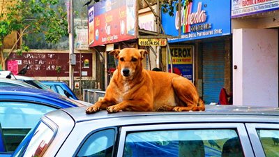 خربشوله العربيات.. القبض على نجل صاحب معرض سيارات شهير بتهمة تسميم عدد من الكلاب الضالة بالمهندسين