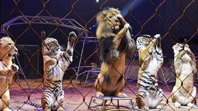 بعد واقعة أنوسة كوتة.. دعوى قضائية لوقف استخدام الحيوانات في عروض السيرك بمصر