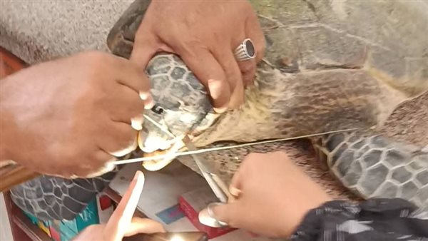 إنقاذ سلحفاة بحرية