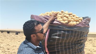 الزراعة: فحص أكثر من 1.3 مليون طن بطاطس مائدة قبل تصديرها للخارج