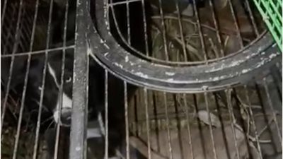 كلاب مفترسة تهاجم طبيبًا شهيرًا وتقتل حيواناته الأليفة بالشيخ زايد.. ويحرر محضرًا بالواقعة