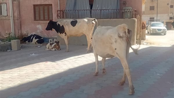 جانب من انتشار الأغنام