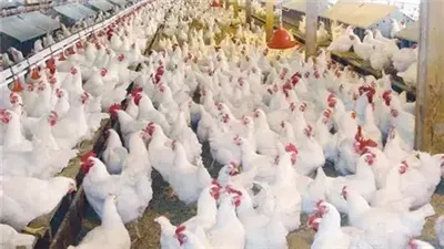 أسعار الدواجن اليوم السبت 8 نوفمبر 2025 في الأسواق