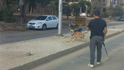 للحد من تكاثرها.. 6 أكتوبر تطلق حملة لتطعيم وتعقيم الكلاب ضد السعار