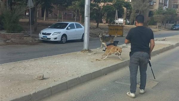 حملة اصطياد الكلاب