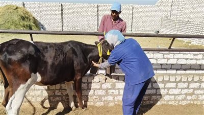 تحصين 3 آلاف رأس ماشية وأغنام في اليوم الأول لحملة التحصين ضد الحمى القلاعية في الوادي الجديد