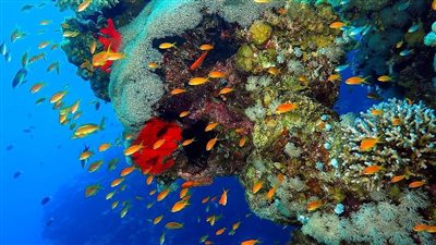 شاب يستغيث لإنقاذ الشُعب المرجانية بمدينة دهب قبل فوات الأوان: الناس بترمي الزبالة في البحر والكافيهات بتسرب المخلفات