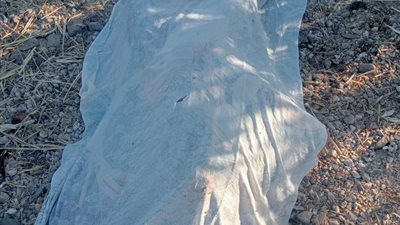 أمن المنوفية يحقق في واقعة العثور على جثمان شاب بترعة قرية بابل في تلا