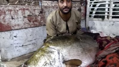 تزن 65 كيلوجراما.. صياد يصطاد سمكة ساموس النادرة من نيل الأقصر