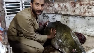 بـ1200 جنيه.. صياد سمكة ساموس النادرة بالأقصر: لم يسبق أن شاهدت مثلها