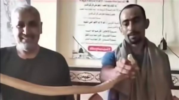 العثور على ثعبان