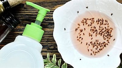  7 من أفضل طرق طبيعية وآمنة لطرد الذباب من المنزل نهائيًا.. جربي البخور أو الخل