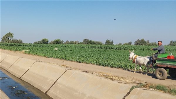 أعمال تبطين الترع