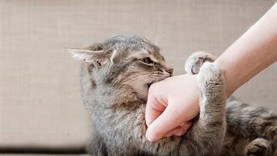 مخاطر التعرض لـ لعاب الحيوانات الأليفة وخدش القطط 