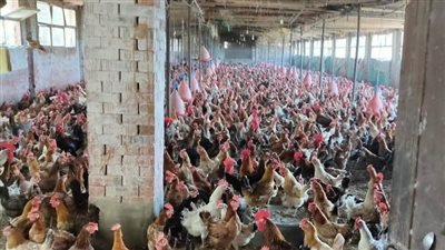 لإنتاج الألبان والتسمين.. طرح قروض ميسرة بفائدة 5% للمزارعين في المنوفية