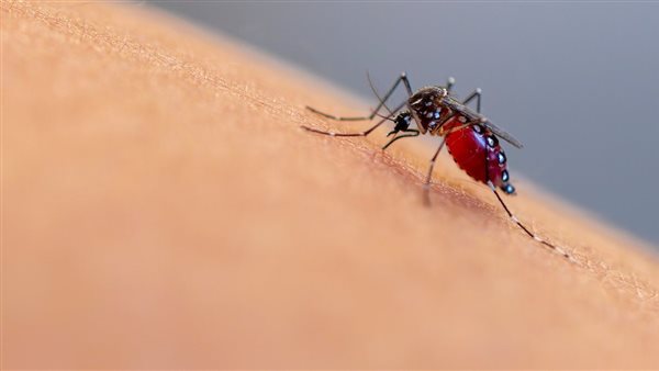 حمي غرب النيل 