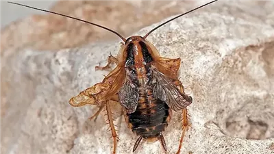 تحذير من الصحة العالمية: سحق الصراصير في الصيف قد يطلق سمومًا خطيرة في الهواء