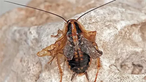  صورة تعبيرية 