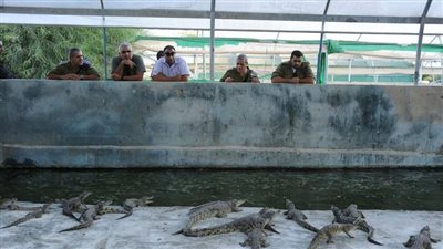 خوفا من خطورتها.. الجيش الإسرائيلي ينفذ إعداما لـ800 تمساح نيلي رميا بالرصاص