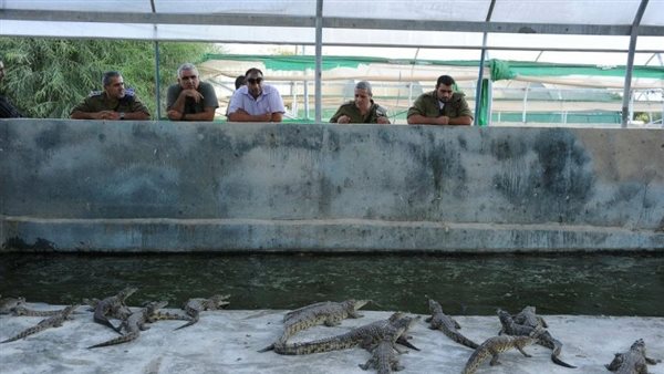 تماسيح نيلية