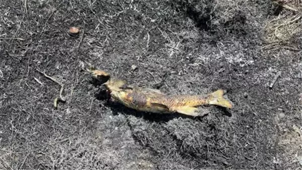 حريق في كندا بسبب